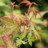 Fächerahorn Katsura 30-40cm - Acer Palmatum -Nutrition Life Shop Acer palmatumKatsura 1