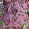 Fächerahorn Moonfire 60-80cm - Acer Palmatum -Nutrition Life Shop Acer palmatumMoonfire 1