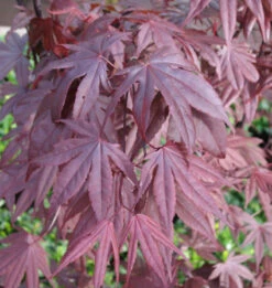 Fächerahorn Moonfire 60-80cm - Acer Palmatum