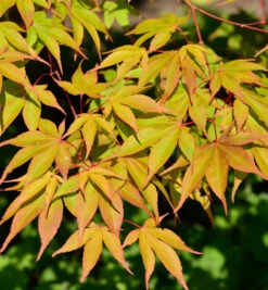Fächerahorn Osakazuki 100-125cm - Acer Palmatum
