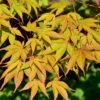 Fächerahorn Osakazuki 40-60cm - Acer Palmatum -Nutrition Life Shop Acer palmatumOsakazuki