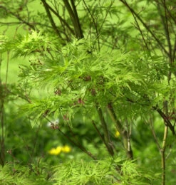 Geschlitztblättriger Fächer Ahorn Seiryu 80-100cm - Acer Palmatum