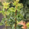 Ahorn Shishigashira 60-80cm - Acer Palmatum -Nutrition Life Shop Acer palmatumShishigashira