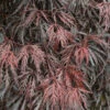 Japanischer Ahorn Tamueyama 40-60cm - Acer Palmatum -Nutrition Life Shop Acer palmatumTamueyama