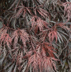 Hochstamm Japanischer Ahorn Tamueyama 80-100cm - Acer Palmatum
