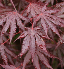 Fächer Ahorn Trompenburg 60-80cm - Acer Palmatum