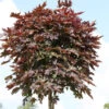 Hochstamm Säulen Blut Ahorn 80-100cm - Acer Platanoides 1 Hochstamm Säulen Blut Ahorn 80-100cm - Acer Platanoides -Nutrition Life Shop Acer platanoides Crimson Sentry Stamnm