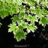 Hochstamm Spitzahorn Drummondii 125-150cm - Acer Platanoides 1 Hochstamm Spitzahorn Drummondii 125-150cm - Acer Platanoides -Nutrition Life Shop Acer platanoides Drummondii