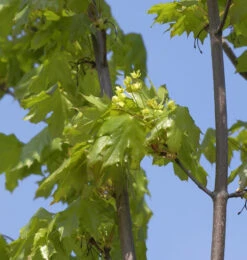 Säulen Spitz-Ahorn Jirka 80-100cm - Acer Platanoides