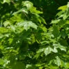 Zwerg Spitz-Ahorn Nowusch 60-80cm - Acer Platanoides 1 Zwerg Spitz-Ahorn Nowusch 60-80cm - Acer Platanoides -Nutrition Life Shop Acer platanoidesNowusch