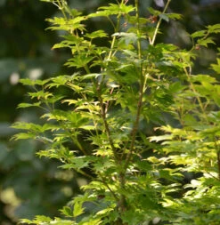 Koreanischer Fächer-Ahorn Ice Dragon 100-125cm - Acer Pseudosieboldianum