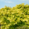 Japanischer Goldahorn Jordan 60-80cm - Acer Shirasawanum Jordan 2 Japanischer Goldahorn Jordan 60-80cm - Acer Shirasawanum Jordan -Nutrition Life Shop Acer shirasawanum Jordan