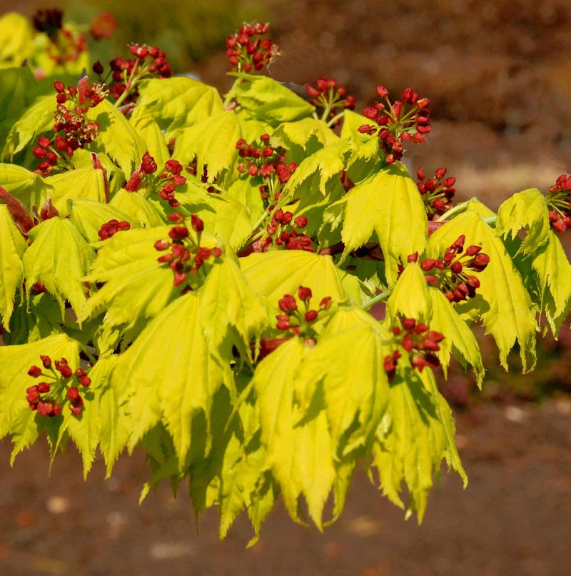 Japanischer Goldahorn 60-70cm - Acer Shirasawanum Aureum 3 Japanischer Goldahorn 60-70cm - Acer Shirasawanum Aureum