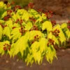 Japanischer Goldahorn 40-50cm - Acer Shirasawanum Aureum 1 Japanischer Goldahorn 40-50cm - Acer Shirasawanum Aureum -Nutrition Life Shop Acer shirasawanumAureum 2