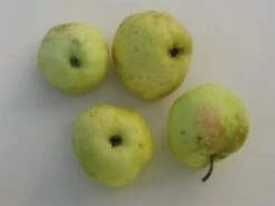 Apfelbaum Filippa 60-80cm - Edler Herbstapfel