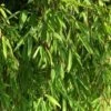 Gartenbambus Jiuzhaigou-1 100-125cm - Fargesia -Nutrition Life Shop Fargesia Jiuzhaigou BLWS100151 2