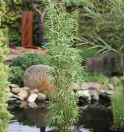 Säulen Bambus Maasai® 80-100cm - Fargesia Murielae