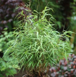 Gartenbambus Asian Wonder 100-125cm - Fargesia Scabrida
