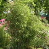 Gartenbambus Simba 80-100cm - Fargesia Murielae -Nutrition Life Shop Fargesia Simba