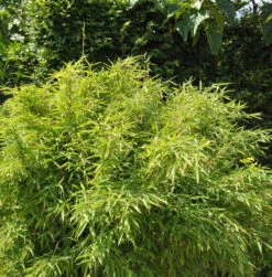 Wasserfall Bambus 125-150cm - Fargesia Denudata