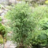 Schirmbambus 125-150cm - Fargesia Murielae -Nutrition Life Shop Fargesia murielae 3