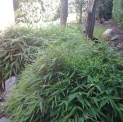 Mini Bambus Elias 20-30cm - Fargesia Murielae