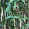 Elfenbeinbambus Ivory Ibis® 100-125cm - Fargesia Murielae -Nutrition Life Shop Fargesia murielae Ivory Ibis 1