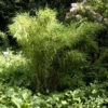 Gartenbambus Jumbo 100-125cm - Fargesia Murielae -Nutrition Life Shop Fargesia murielae Jumbo