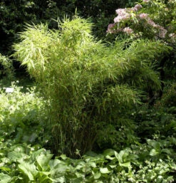 Gartenbambus Jumbo 40-60cm - Fargesia Murielae