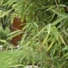 Roter Zebrabambus Red Zebra® 100-125cm - Fargesia Murielae