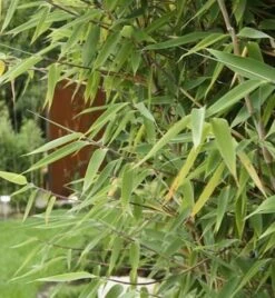 Roter Zebrabambus Red Zebra® 100-125cm - Fargesia Murielae