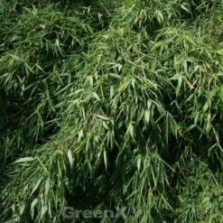 Gartenbambus Silver Bird® 125-150cm - Fargesia Murielae