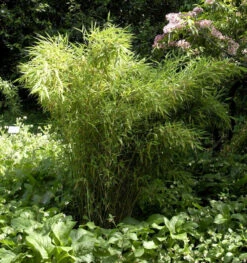 Gartenbambus Standing Stone 40-60cm - Fargesia Murielae