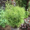 Gartenbambus Bimbo 40-60cm - Fargesia Murielae -Nutrition Life Shop Fargesia murielaeBimbo
