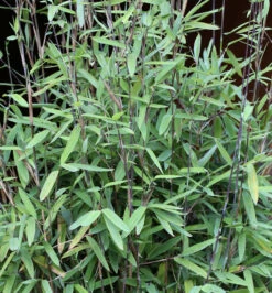 Schwarzer Gartenbambus Black Pearl 60-80cm - Fargesia Nitida