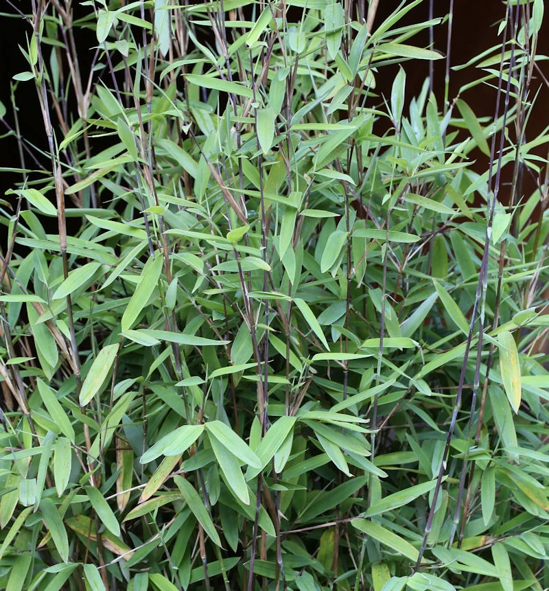 Schwarzer Gartenbambus Black Pearl 125-150cm - Fargesia Nitida 3 Schwarzer Gartenbambus Black Pearl 125-150cm - Fargesia Nitida