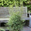Kugeliger Gartenbambus Volcano 60-80cm - Fargesia Nitida -Nutrition Life Shop Fargesia nitidaVolcano