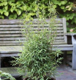 Kugeliger Gartenbambus Volcano 60-80cm - Fargesia Nitida