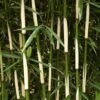 Hoher Heckenbambus Campbell 100-125cm - Fargesia Robusta -Nutrition Life Shop Fargesia robusta Campbell BLWS099224 2