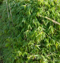 Gartenbambus Black Cherry 80-100cm - Fargesia Speciosa