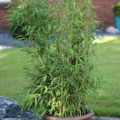 Roter Bambus Jiuzhaigou Deep Purple®80-100cm - Fargesia Speciosa