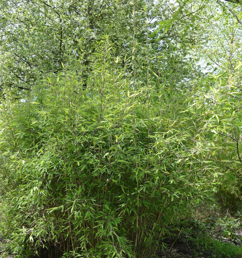 Malachite Bambus Monkeys® 80-100cm - Fargesia Speciosa 3 Malachite Bambus Monkeys® 80-100cm - Fargesia Speciosa