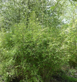 Malachite Bambus Monkeys® 125-150cm - Fargesia Speciosa