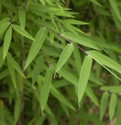 Kugelschnitt Gartenbambus Moontears® 25-30cm - Fargesia Speciosa