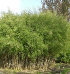 Schwarzer Gartenbambus 125-150cm - Fargesia Nitida