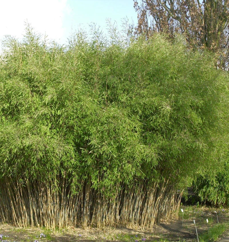 Schwarzer Gartenbambus 125-150cm - Fargesia Nitida 3 Schwarzer Gartenbambus 125-150cm - Fargesia Nitida