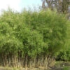 Schwarzer Gartenbambus 100-125cm - Fargesia Nitida 1 Schwarzer Gartenbambus 100-125cm - Fargesia Nitida -Nutrition Life Shop Fargesianitida 2