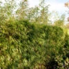 Heckenbambus 125-150cm - Fargesia Rufa 1 Heckenbambus 125-150cm - Fargesia Rufa -Nutrition Life Shop Fargesiarufa 2