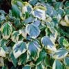 Gelbbunte Kaukasischer Strauch Efeu 80-100cm - Hedera Colchica -Nutrition Life Shop Hedera colchica Dentata Aureovariegata BLWS303660