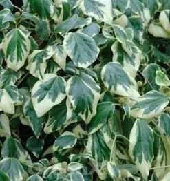 Buntblättriger Kaukasischer Strauch Efeu 60-80cm - Hedera Colchica